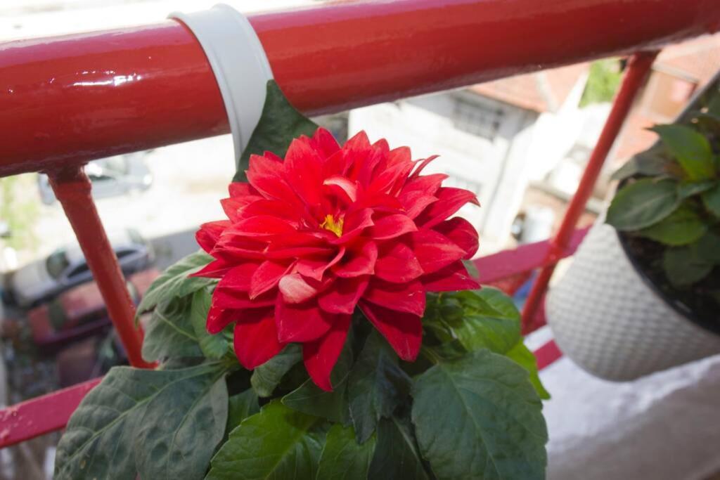"Tata'S New Home!" Tiranë Ngoại thất bức ảnh